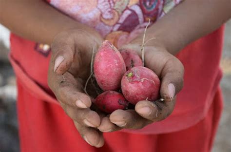 FAO advierte sobre posible crisis alimentaria en América Latina y el Caribe Códice Informativo