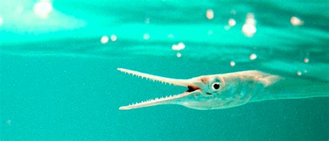 The Sharp Toothed Needlefish | Critter Science