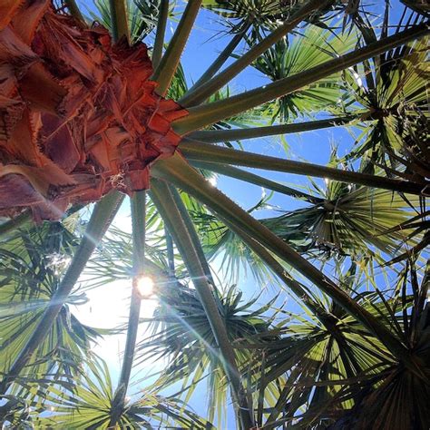 Premium Photo Close Up Low Angle View Of Palm Tree