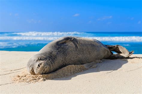 Hawaiian Monk Seal Facts - CRITTERFACTS