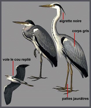 Héron cendré Oiseau d Europe