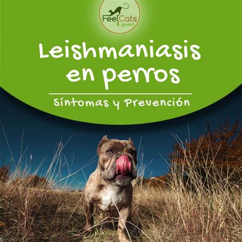 Leishmaniasis En Perros S Ntomas Prevenci N Feelcats