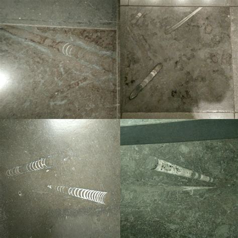 Orthoceras fossils in limestone floor tiles | Scrolller