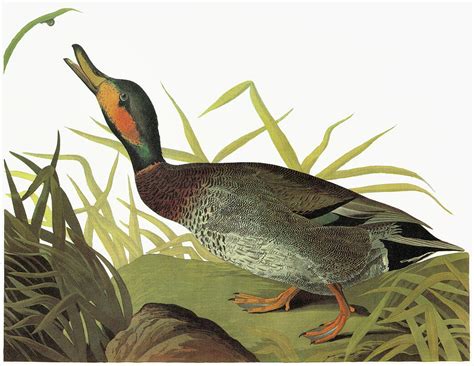 Audubon Duck Painting By Granger Pixels