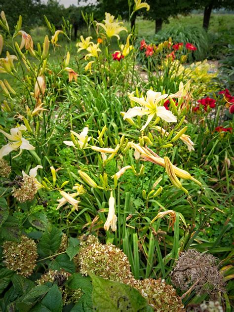 Hemerocallis Galaxy Cream W Daylily R Hemerocallis Flickr