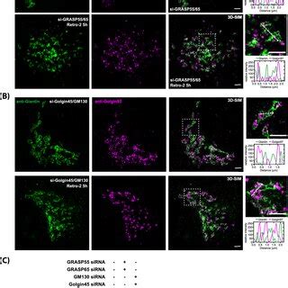 Structured Illumination microscopy data suggest a significant... | Download Scientific Diagram