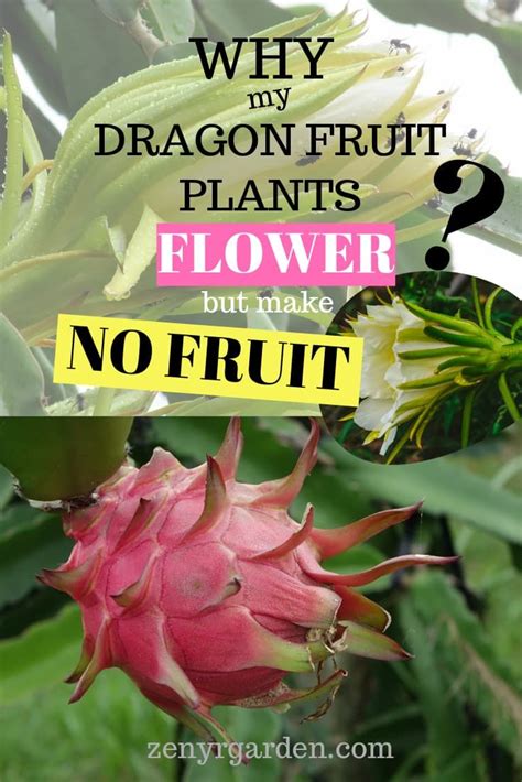 Dragon Fruit Plants Flower But Produce No Fruits Solutions Artofit