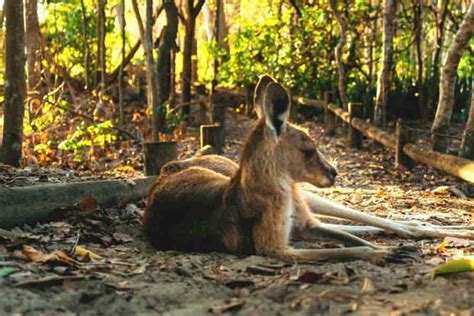 Where Do Kangaroos Live? The Natural Habitat Of Kangaroos