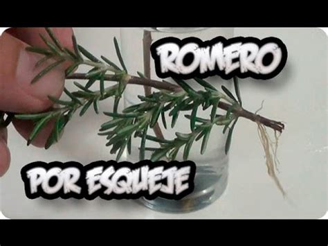 Como Reproducir Una Planta De Romero Por Esqueje La Huertina De Toni