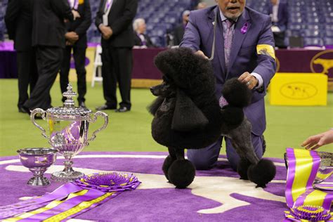 Westminster Dog Show 2024 Winners - Leola Nikolia