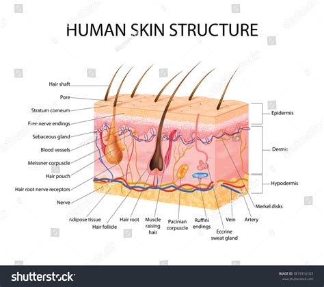 Concepto De Receptores Sensoriales Cutáneos Con Vector De Stock Libre