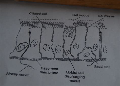 Ol Mother Hubbard: Science Fun- Specialised Cells. The Goblet Cell.