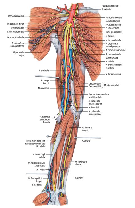 Anatomie Der Gef E Und Operative Zugangswege Springerlink