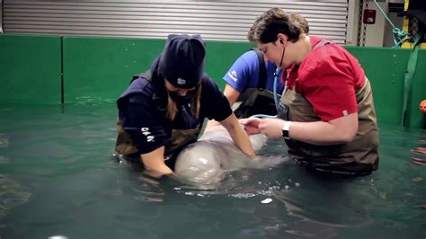 Beluga Calf Youtube