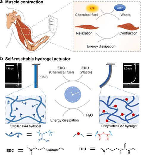 Illustration Of Bioinspired Self Resettable Hydrogel Actuators Relying