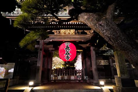 長谷寺 秋の夜間特別拝観 2024 紅葉の時期に夜間ライトアップされる鎌倉屈指の古刹