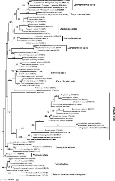 Maximum Likelihood Ml Phylogenetic Tree 50 Majority Rule Consensus