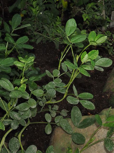 Arachis L Colombian Plants Made Accessible