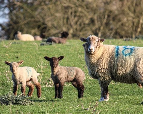 Newhouse Farm Partnership