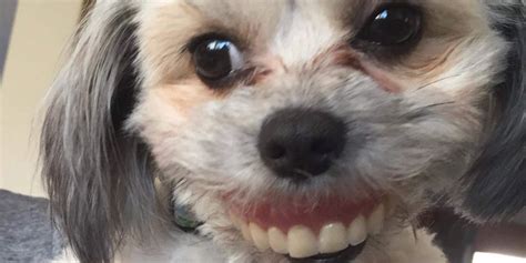 Dog With Human Teeth