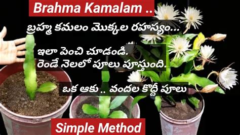 How to Grow Brahma Kamalam plants బరహమ కమల మకకల పదద రహసయ