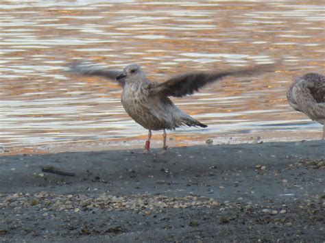 Ebird Espa A Checklist Dec Ria Do Burgo Ponte Rom Nica