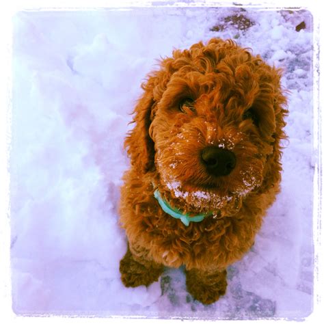 Double Doodle Puppy Goldendoodle X Labradoodle Doubledoodle