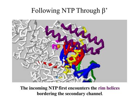 Ppt Bacterial Rna Polymerase New Insights On A Fundamental Molecular Machine Powerpoint