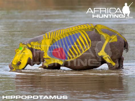 HUNTING Hippopotamus | AfricaHunting.com