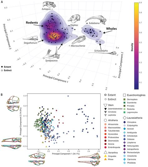 Attenuated Evolution Of Mammals Through The Cenozoic Science