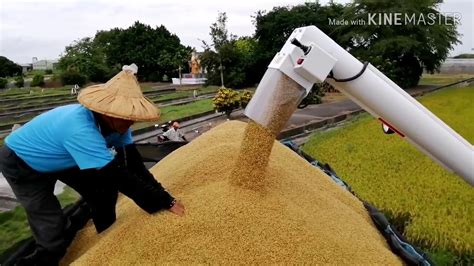 Rice Harvesting By Machine Youtube