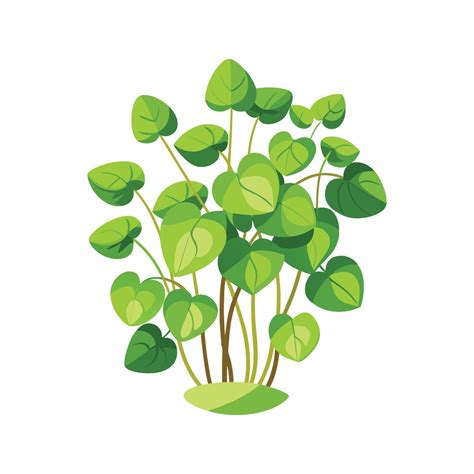 ground cover creeping jenny 3