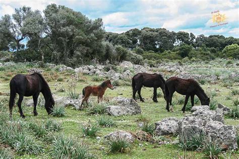 Guide Sardaigne Randonn Es Et Balades En Sardaigne Randonn E Parmi