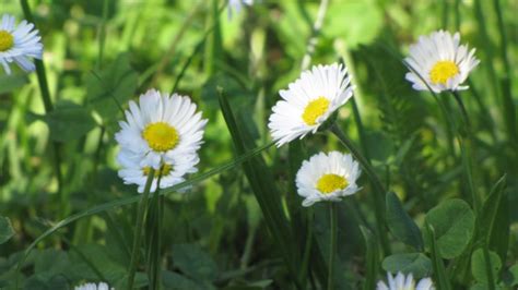 Free Images Nature Grass Meadow Flower Petal Green Park Botany