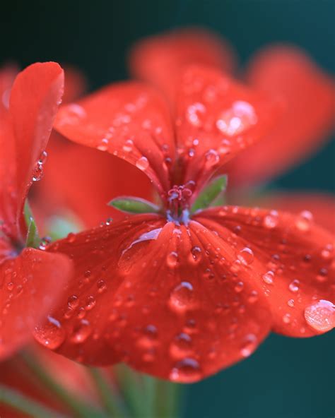 Download Red Geranium Hd Wallpaper For Nexus 7