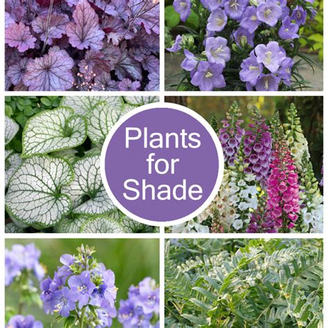 Perennial Plants for Shade Collection - Golden Valley Plants