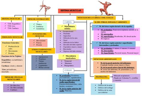 Mapaconceptual Del Cuidado Del Sistema Muscular Brainly Lat