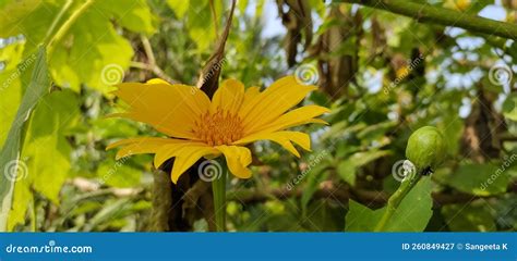 Tithonia Diversifolia Plant Is Commonly Known As The Tree Marigold