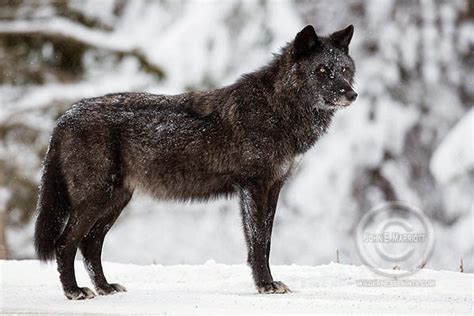 John E Marriott's Wildlife Photography Blog: 'Beautiful' BC to Gun Down ...