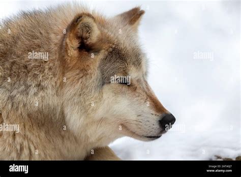 Grey Wolf Canis Lupus Also Known In North America As Timber Wolf In