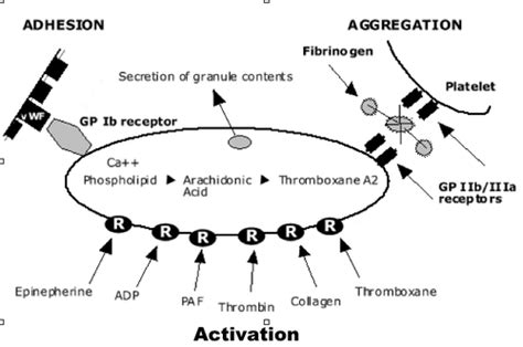 Week 4 Ibrahim Hemostasis And Thrombosis Disorders Of Hemoglobin