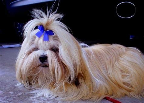 8 Beautiful Chinese Dog Breeds