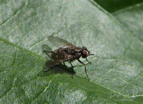 Mosca De Los Establos Stomoxys Calcitrans EcoRegistros