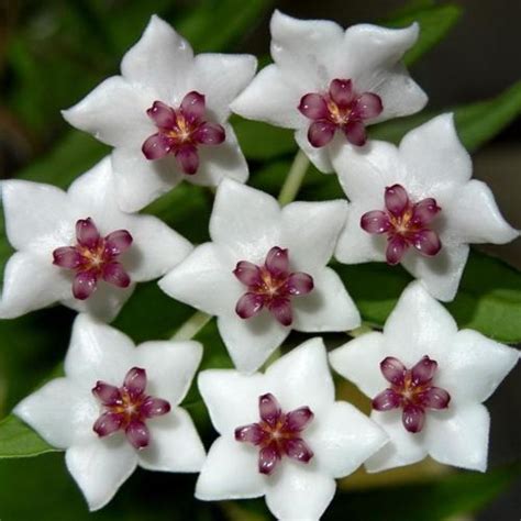 Miniature Wax Plant Hoya Lanceolata Subsp Bella In The Hoyas