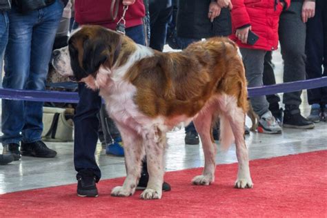 Westminster Kennel Club Dog Show 2025: Winners, Criteria, Facts ...