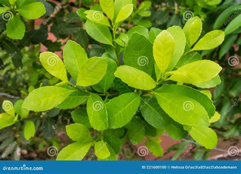 Leaves Of The Yerba Mate Ilex Paraguariensis Plant In Puerto Iguazu