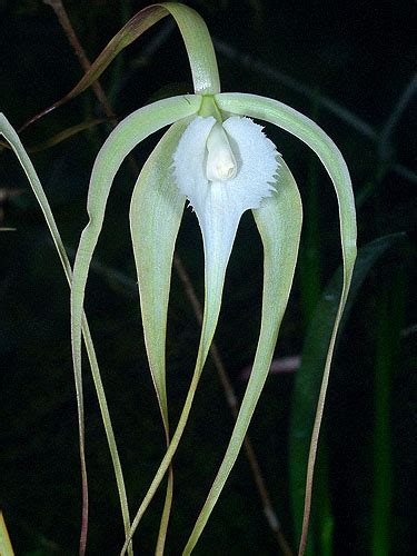 Brassavola Cucullata Live Plant Photos The Field Museum