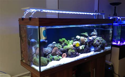 The 16 Best LED Aquarium Lighting Reviews & Beginner's Guide 2022