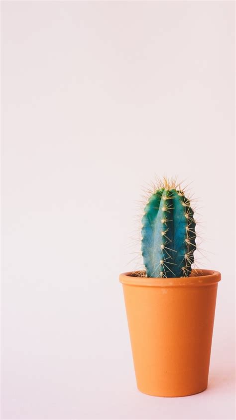 Aesthetic Cactus Wallpapers - Top Free Aesthetic Cactus Backgrounds - WallpaperAccess