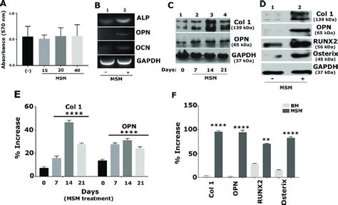 Msm Increases The Expression Of Osteogenic Markers At Mrna And Protein